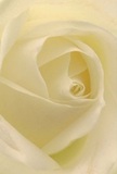 This immersive close-up draws you deep into the heart of a cream-white rose, its spiraling folds reminiscent of the early morning calm found throughout Woodside Park. Soft, velvety petals open in delicate succession, their translucent edges touched by the diffuse light filtering in through garden-facing windows along Alexandra Road. Between the ivory layers, gentle shadows curl, creating a sense of intimacy and peace echoed in the serenity of the local community. The image radiates tranquility-the kind you feel on a peaceful stroll past Woodside Park's well-tended homes-and each layer emits a subtle whisper of sweet fragrance, understated yet enduring. The artistry in every petal reflects the skill of experienced florists in Woodside Park, who know how to capture the weight of emotion in floral form. Whether chosen to honour a loved one's memory, to offer a wordless apology, or to mark a hopeful new beginning, this rose stands as the purest symbol of reverence and hope in Woodside Park-a gentle, enduring gift for life's most significant moments.